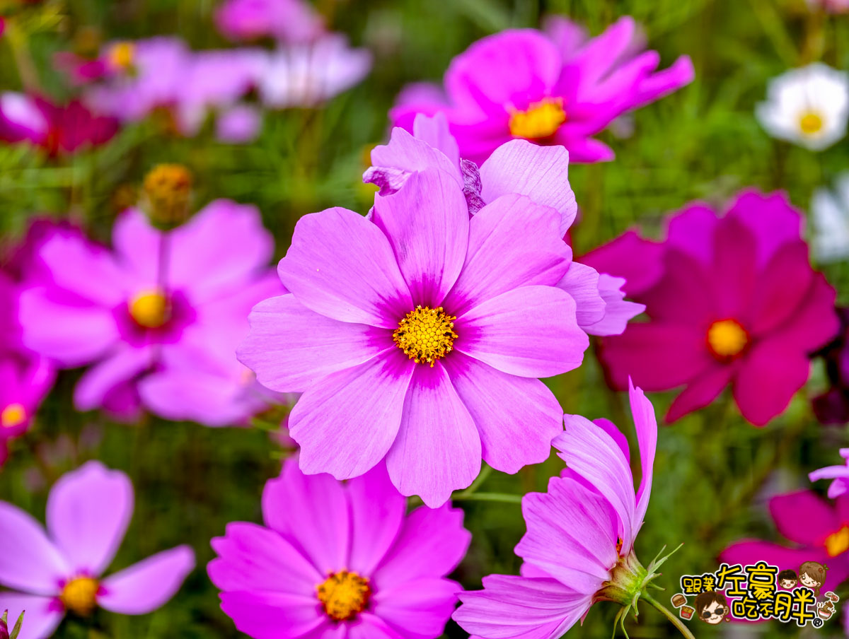 2026賞花景點推薦,免費夢幻花海推薦,屏東旅遊,屏東景點,屏東舊鐵橋花海,戶外景點,花海,賞花景點