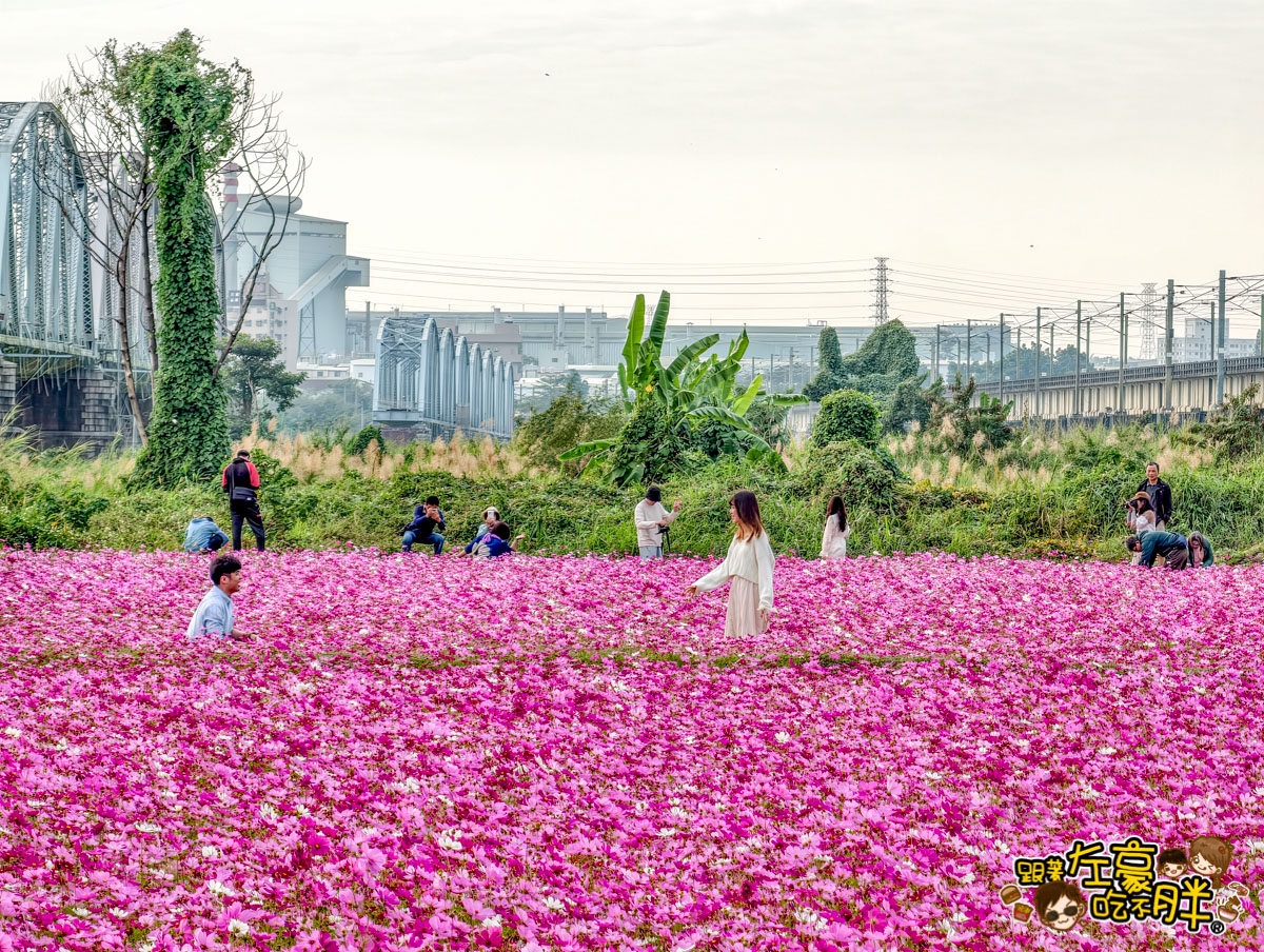 2026賞花景點推薦,免費夢幻花海推薦,屏東旅遊,屏東景點,屏東舊鐵橋花海,戶外景點,花海,賞花景點