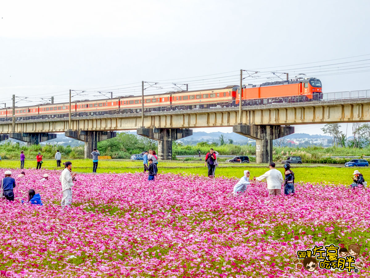 2026賞花景點推薦,免費夢幻花海推薦,屏東旅遊,屏東景點,屏東舊鐵橋花海,戶外景點,花海,賞花景點