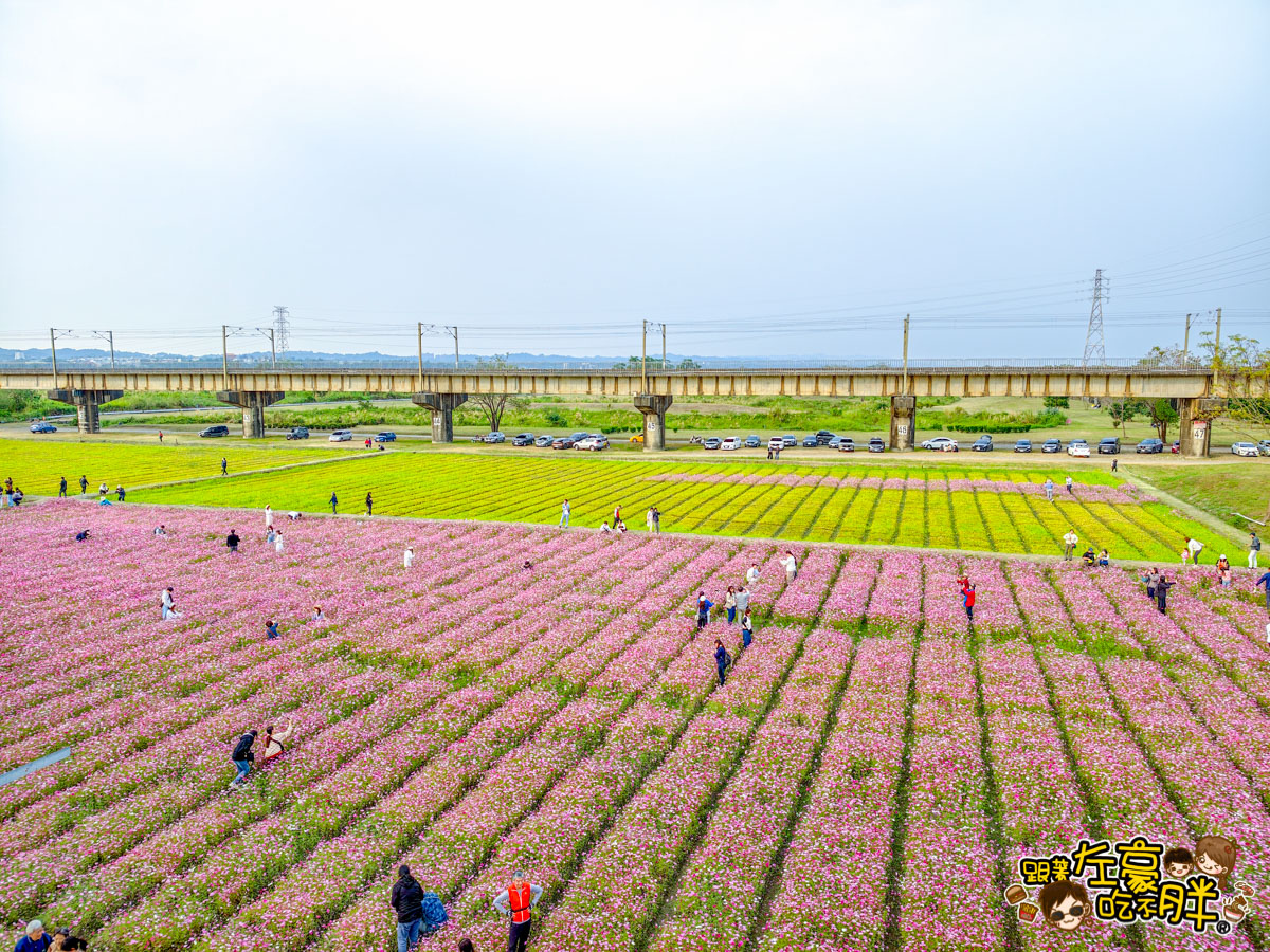 2026賞花景點推薦,免費夢幻花海推薦,屏東旅遊,屏東景點,屏東舊鐵橋花海,戶外景點,花海,賞花景點
