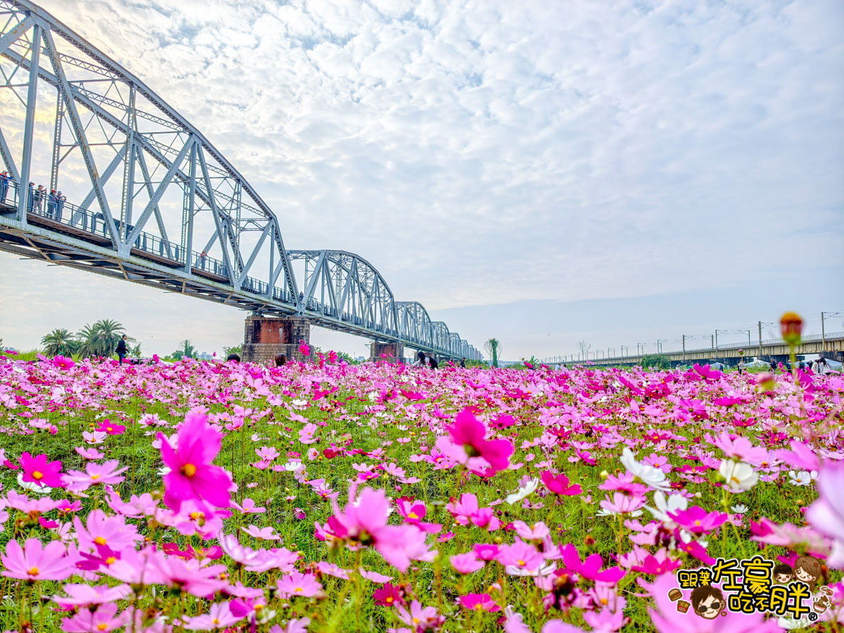 2026賞花景點推薦,免費夢幻花海推薦,屏東旅遊,屏東景點,屏東舊鐵橋花海,戶外景點,花海,賞花景點