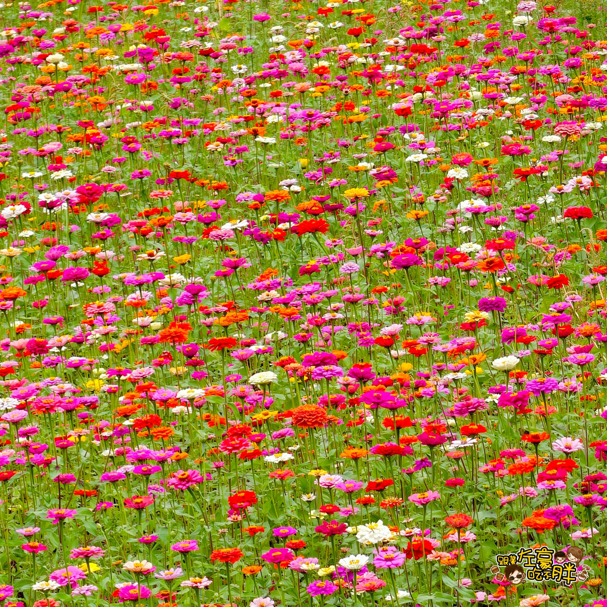冰品,客家菜,小吃,採果,約會景點,美濃旅遊,美濃景點,美濃湖,美濃美食,美濃花海,菸仕物所,高雄旅遊,麻糬