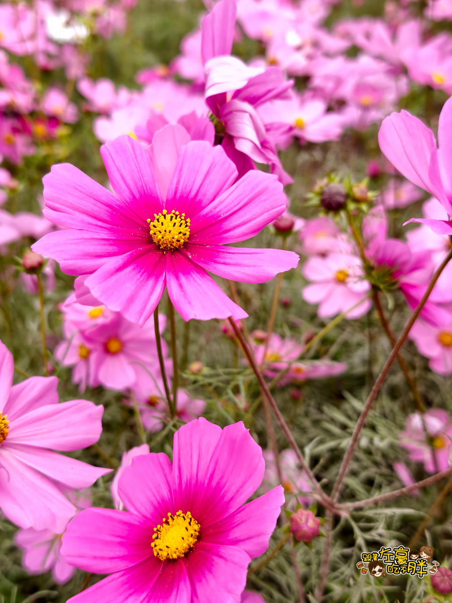 冰品,客家菜,小吃,採果,約會景點,美濃旅遊,美濃景點,美濃湖,美濃美食,美濃花海,菸仕物所,高雄旅遊,麻糬 冰品,客家菜,小吃,採果,約會景點,美濃旅遊,美濃景點,美濃湖,美濃美食,美濃花海,菸仕物所,高雄旅遊,麻糬