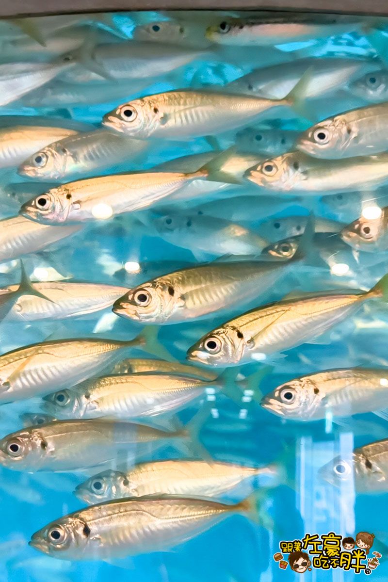 企鵝水族館門票,日本旅遊,日本景點,水族館,約會景點,親子景點,長崎企鵝水族館,長崎景點,長崎水族館