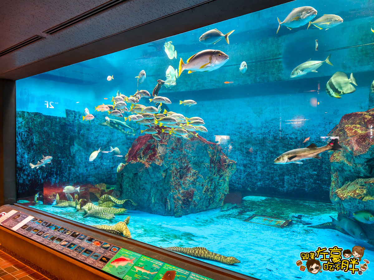 企鵝水族館門票,日本旅遊,日本景點,水族館,約會景點,親子景點,長崎企鵝水族館,長崎景點,長崎水族館