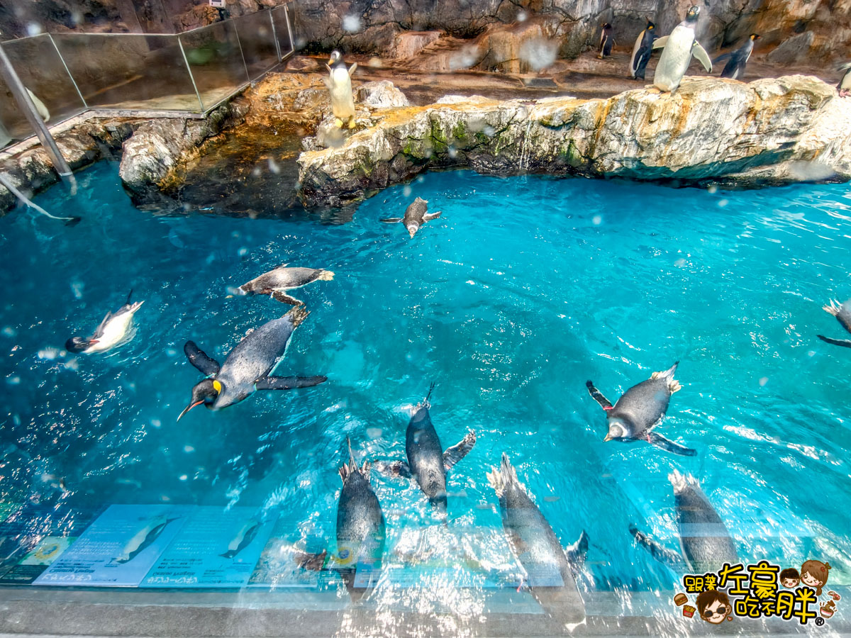 企鵝水族館門票,日本旅遊,日本景點,水族館,約會景點,親子景點,長崎企鵝水族館,長崎景點,長崎水族館