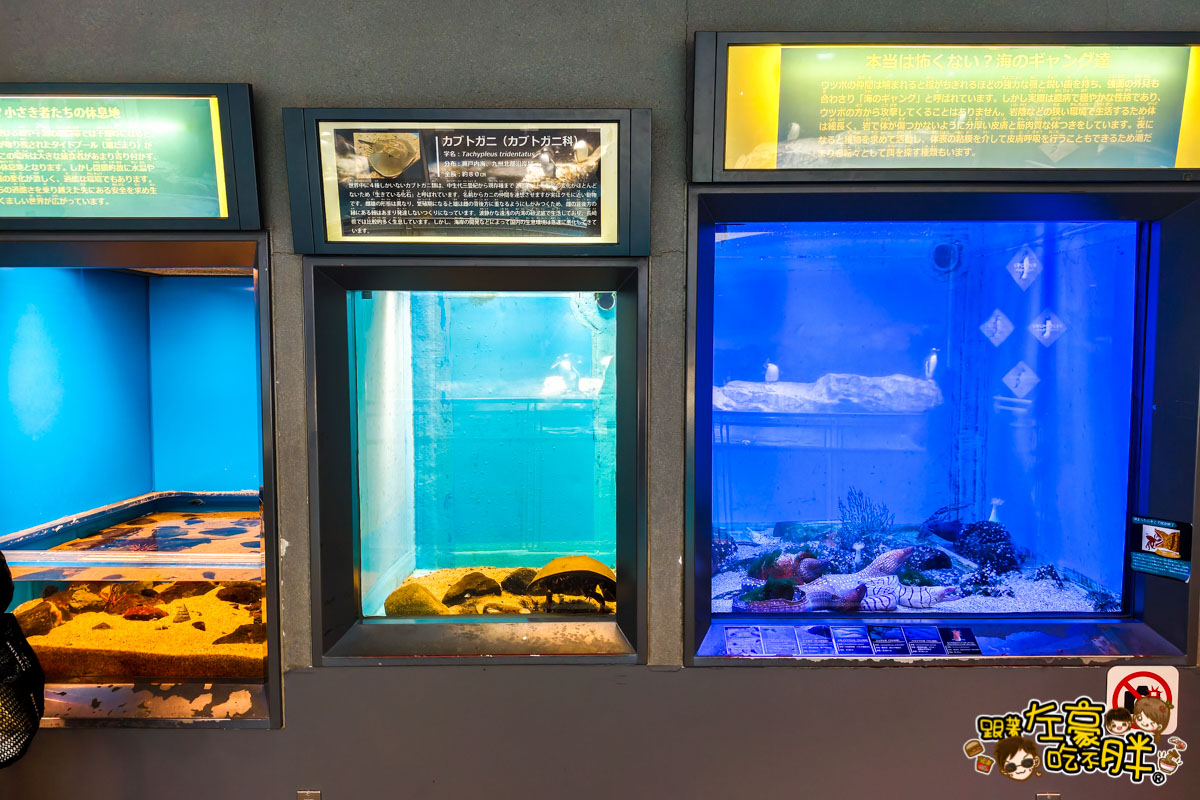 企鵝水族館門票,日本旅遊,日本景點,水族館,約會景點,親子景點,長崎企鵝水族館,長崎景點,長崎水族館