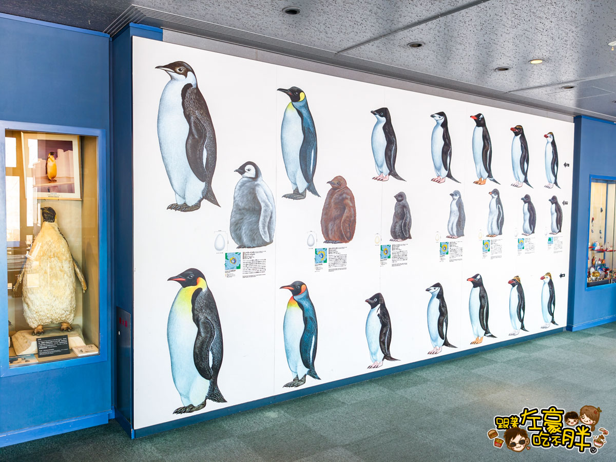 企鵝水族館門票,日本旅遊,日本景點,水族館,約會景點,親子景點,長崎企鵝水族館,長崎景點,長崎水族館