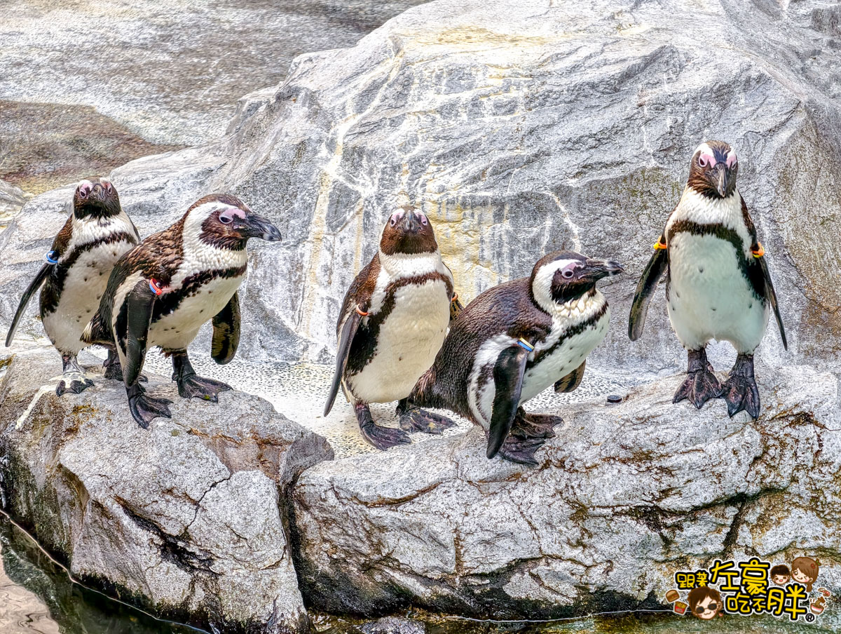 iisa豐崎,佐世保,佐世保五番街,國際通,探索星號,日本景點,沖繩,長崎,麗星郵輪