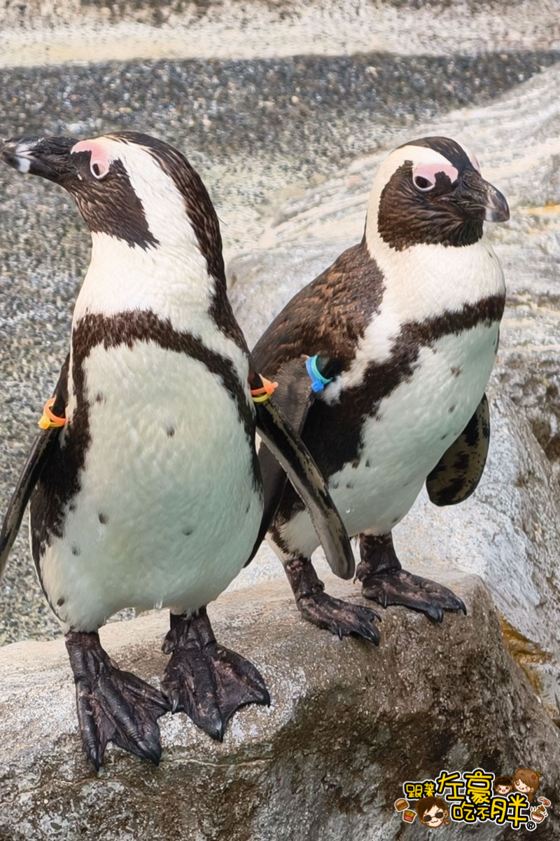 iisa豐崎,佐世保,佐世保五番街,國際通,探索星號,日本景點,沖繩,長崎,麗星郵輪