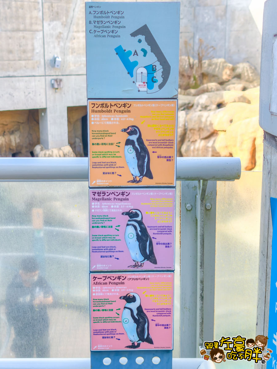 企鵝水族館門票,日本旅遊,日本景點,水族館,約會景點,親子景點,長崎企鵝水族館,長崎景點,長崎水族館