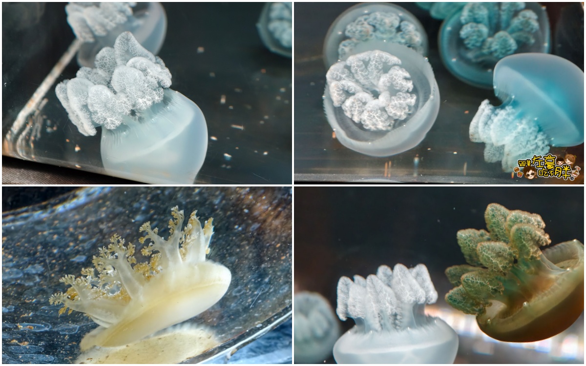 企鵝水族館門票,日本旅遊,日本景點,水族館,約會景點,親子景點,長崎企鵝水族館,長崎景點,長崎水族館