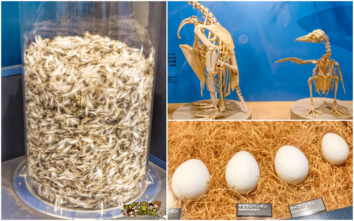 企鵝水族館門票,日本旅遊,日本景點,水族館,約會景點,親子景點,長崎企鵝水族館,長崎景點,長崎水族館