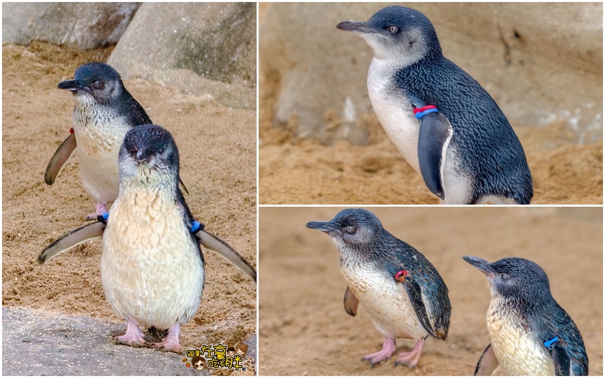 iisa豐崎,佐世保,佐世保五番街,國際通,探索星號,日本景點,沖繩,長崎,麗星郵輪