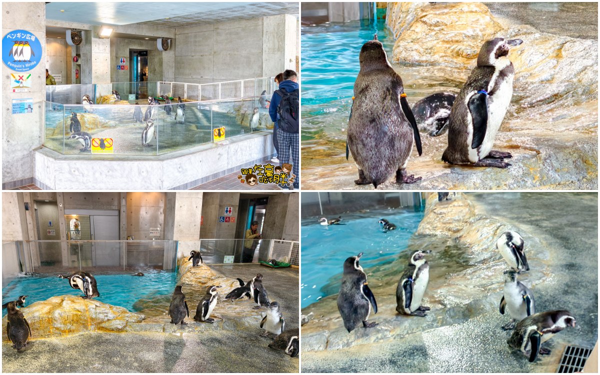 iisa豐崎,佐世保,佐世保五番街,國際通,探索星號,日本景點,沖繩,長崎,麗星郵輪