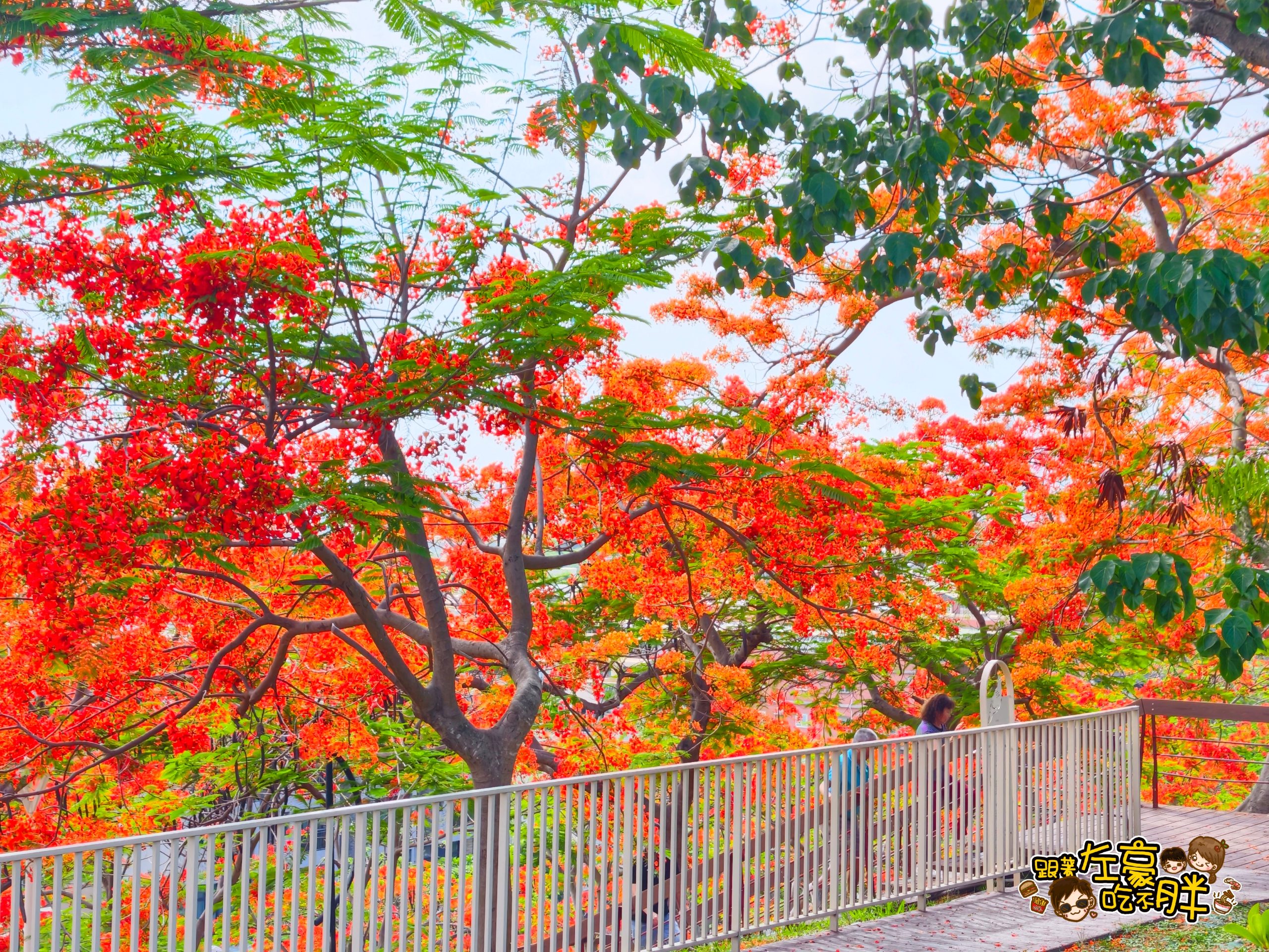 大坪頂坪鳳公園,小港公園,小港景點,小港森林公園,小港機場,淨園農場,特色公園,約會,高雄公園,高雄親子景點,高雄賞花,鳳凰花 大坪頂坪鳳公園,小港公園,小港景點,小港森林公園,小港機場,淨園農場,特色公園,約會,高雄公園,高雄親子景點,高雄賞花,鳳凰花