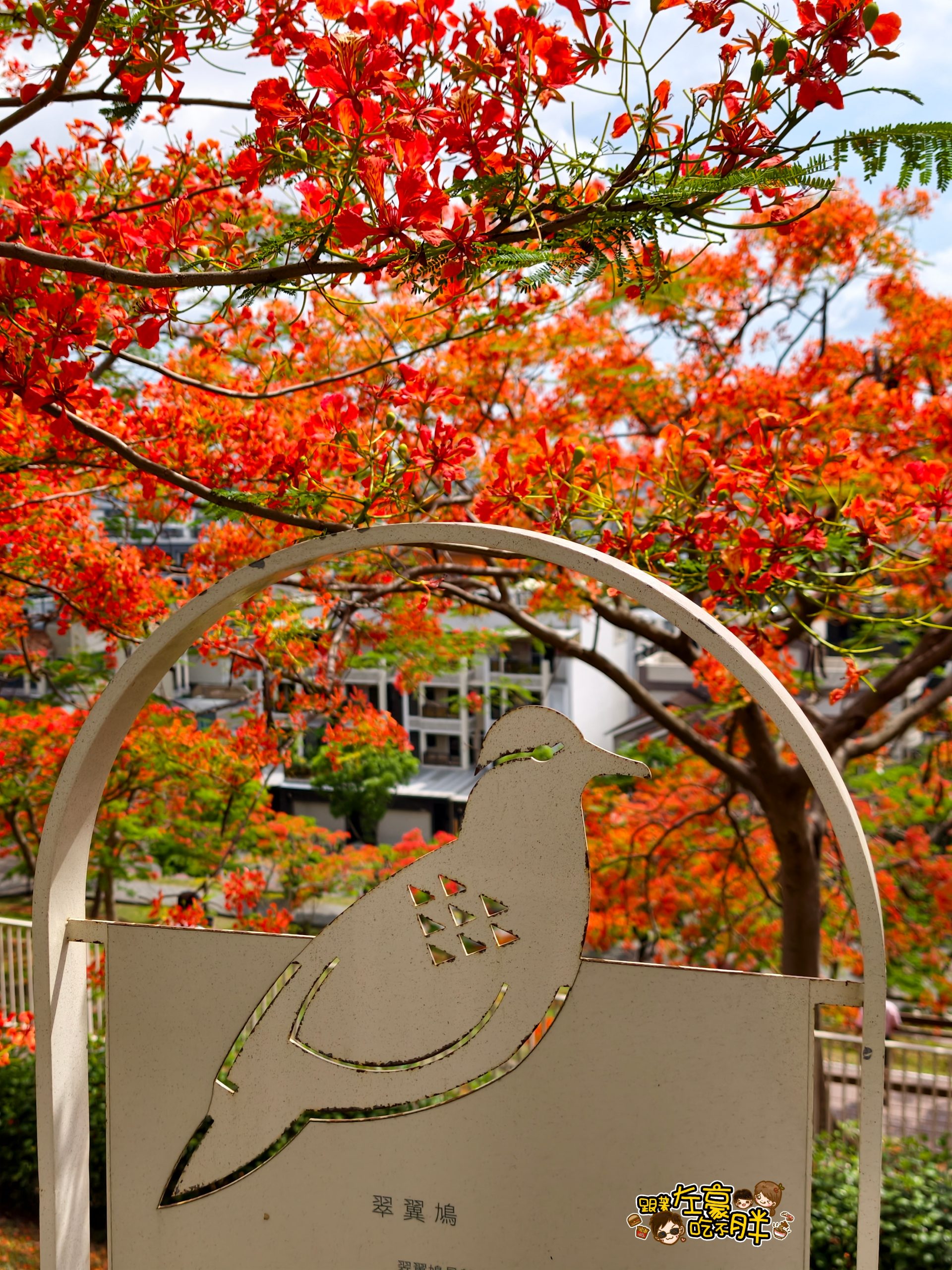 大坪頂坪鳳公園,小港公園,小港景點,小港森林公園,小港機場,淨園農場,特色公園,約會,高雄公園,高雄親子景點,高雄賞花,鳳凰花