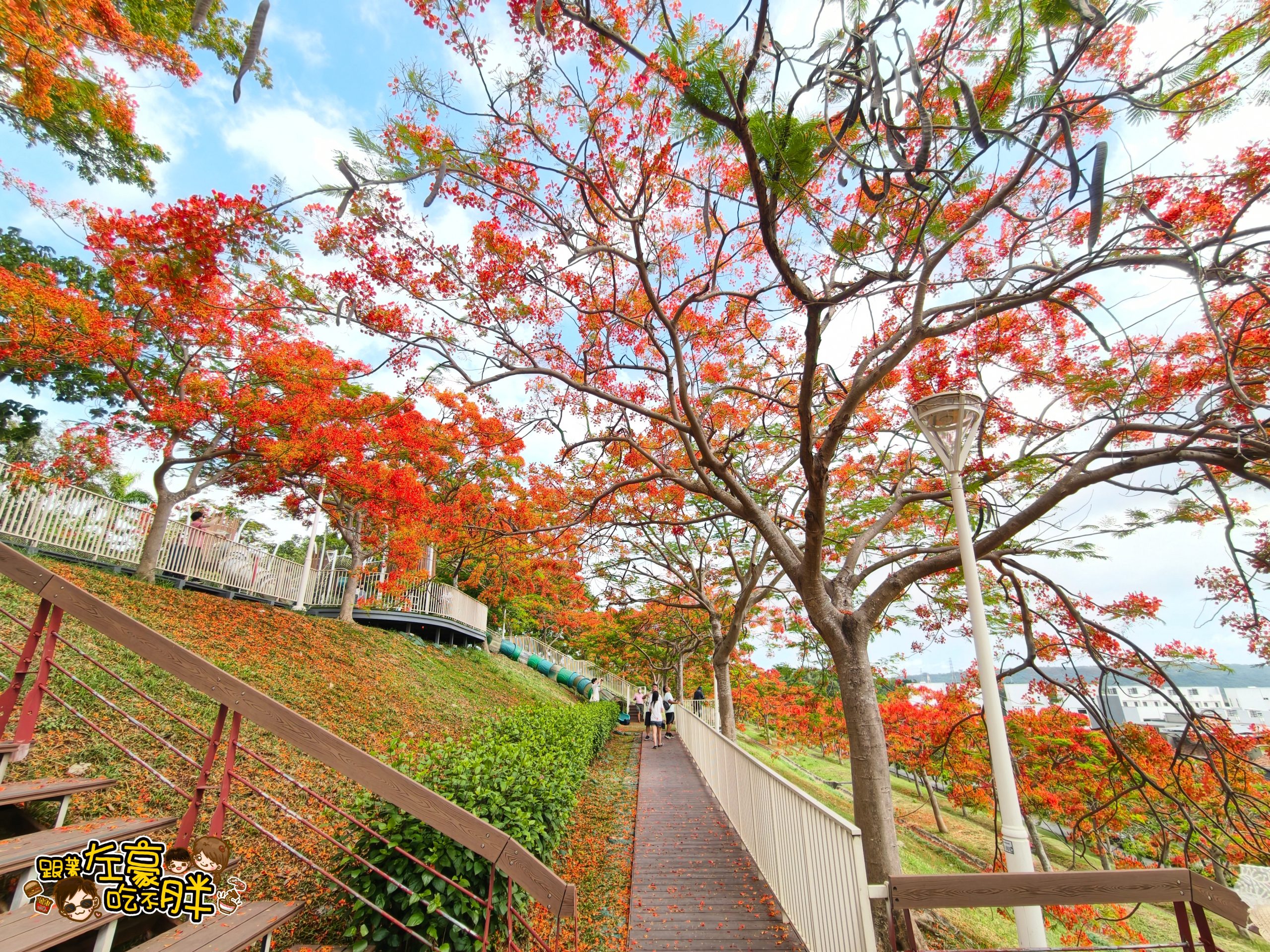 大坪頂坪鳳公園,小港公園,小港景點,小港森林公園,小港機場,淨園農場,特色公園,約會,高雄公園,高雄親子景點,高雄賞花,鳳凰花