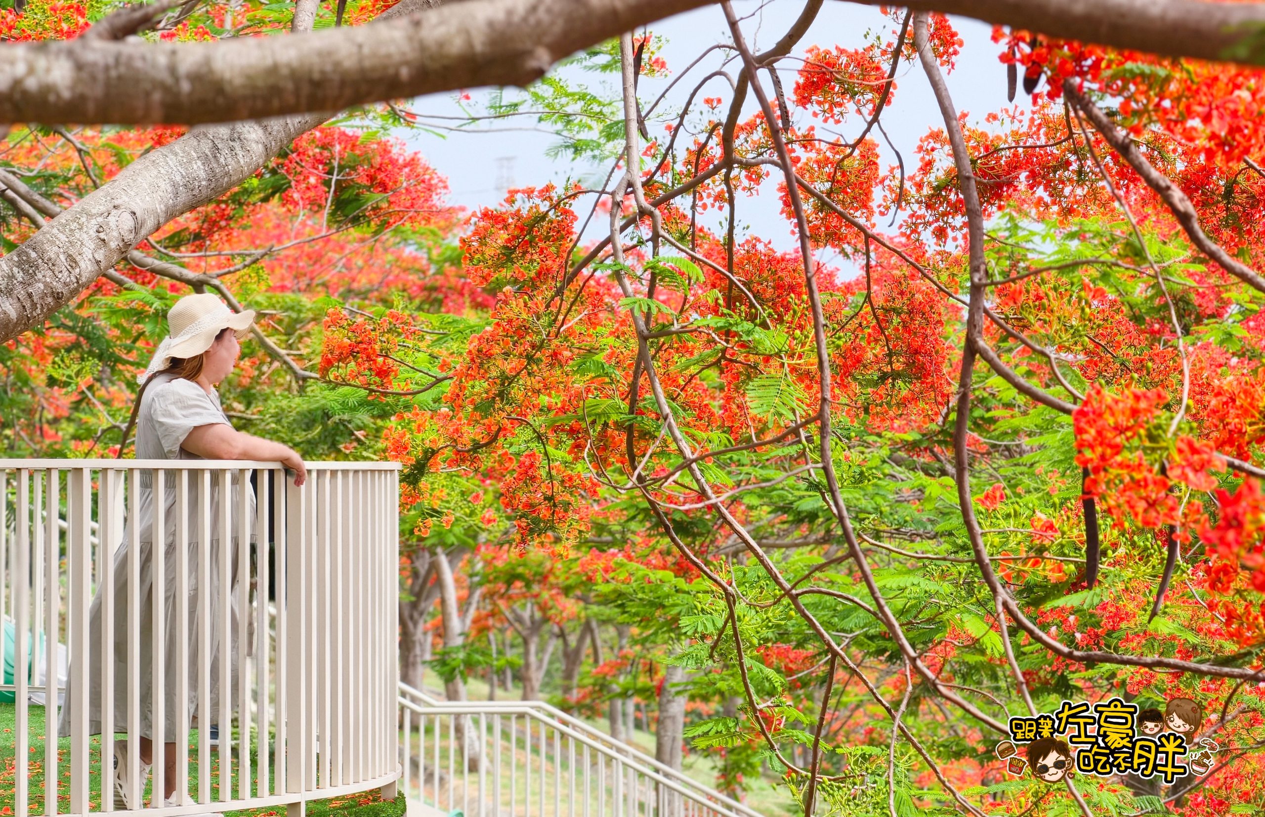 大坪頂坪鳳公園,小港公園,小港景點,小港森林公園,小港機場,淨園農場,特色公園,約會,高雄公園,高雄親子景點,高雄賞花,鳳凰花