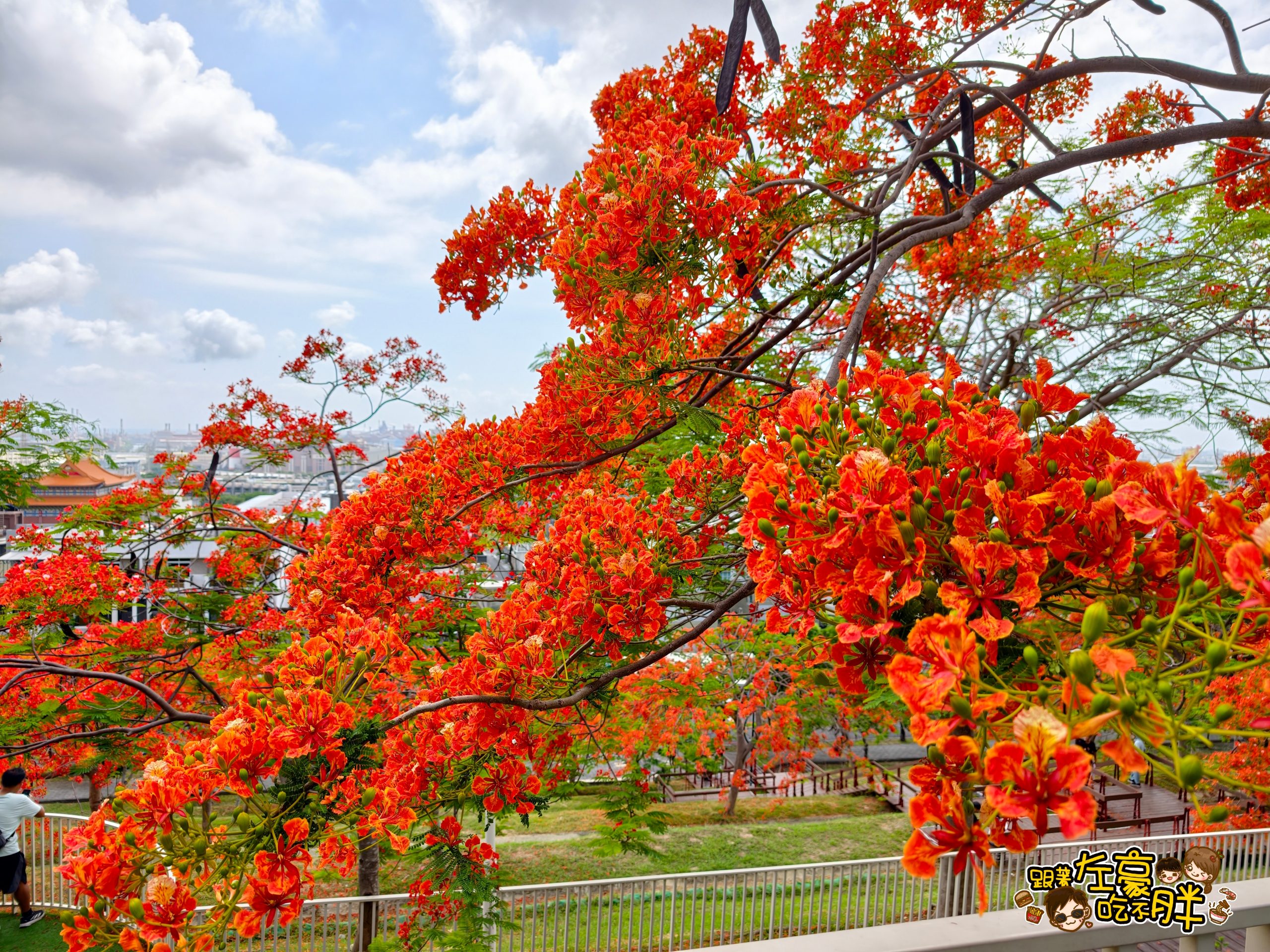 大坪頂坪鳳公園,小港公園,小港景點,小港森林公園,小港機場,淨園農場,特色公園,約會,高雄公園,高雄親子景點,高雄賞花,鳳凰花 大坪頂坪鳳公園,小港公園,小港景點,小港森林公園,小港機場,淨園農場,特色公園,約會,高雄公園,高雄親子景點,高雄賞花,鳳凰花