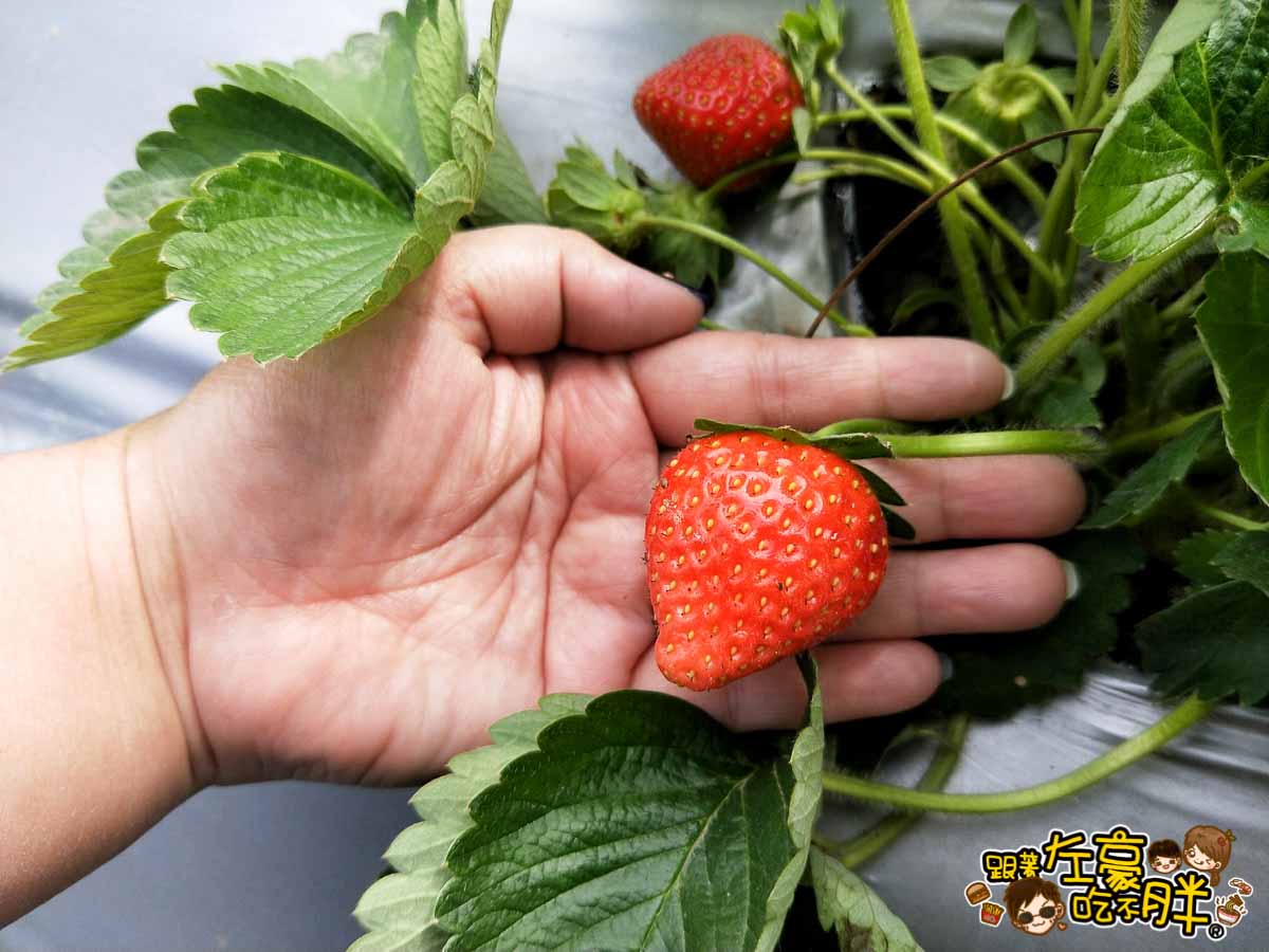 大岡山觀光草莓園-10
