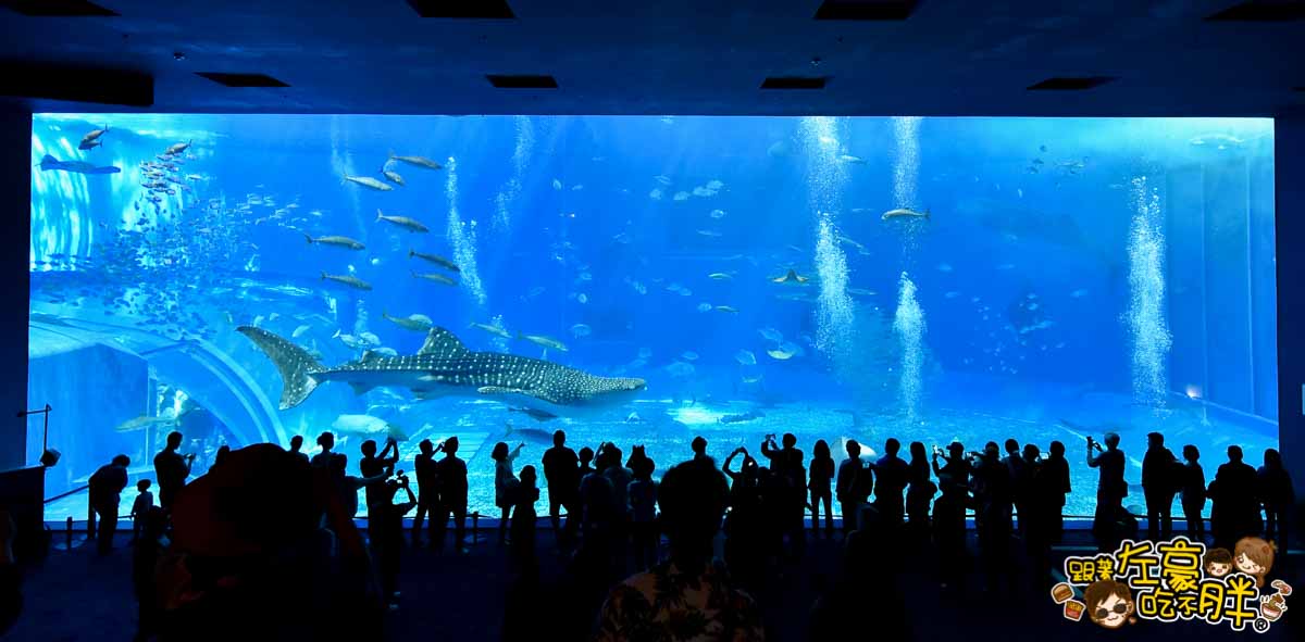 沖繩美麗海水族館-84