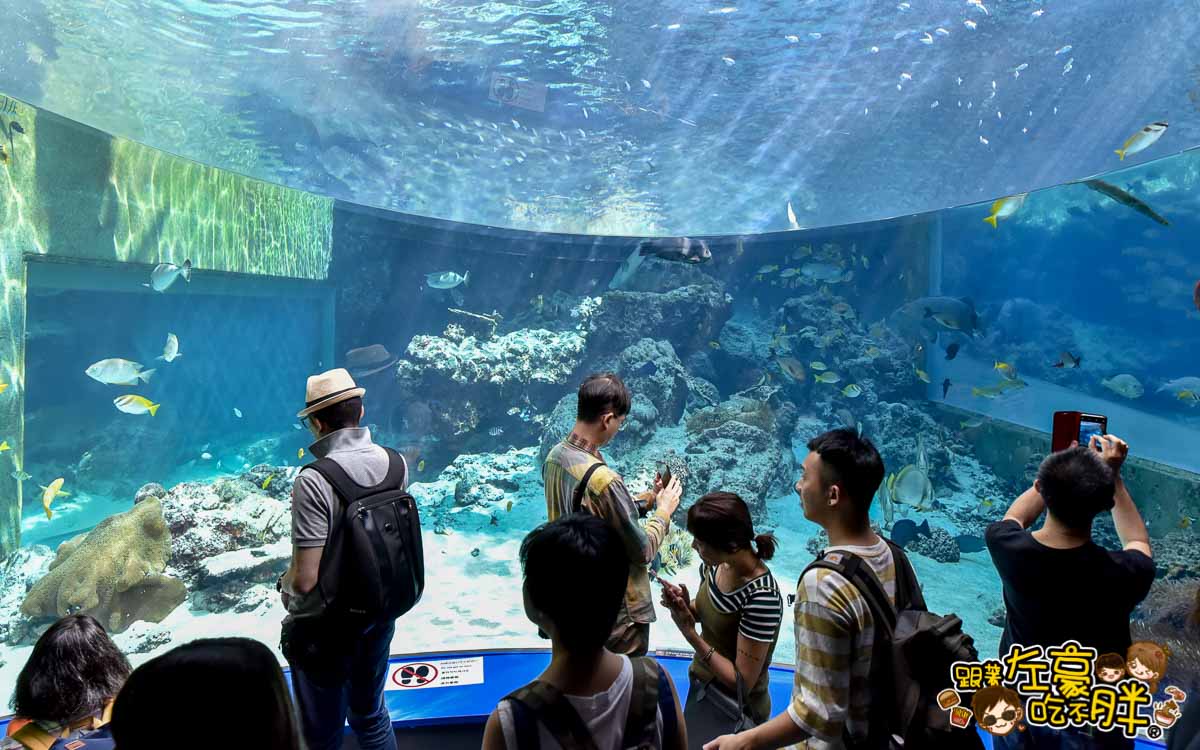 沖繩美麗海水族館-74