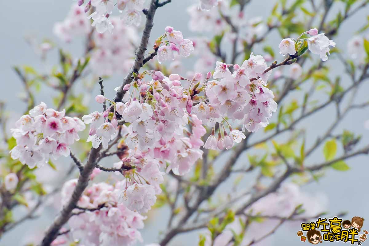 阿里山櫻花季 最新花況-44