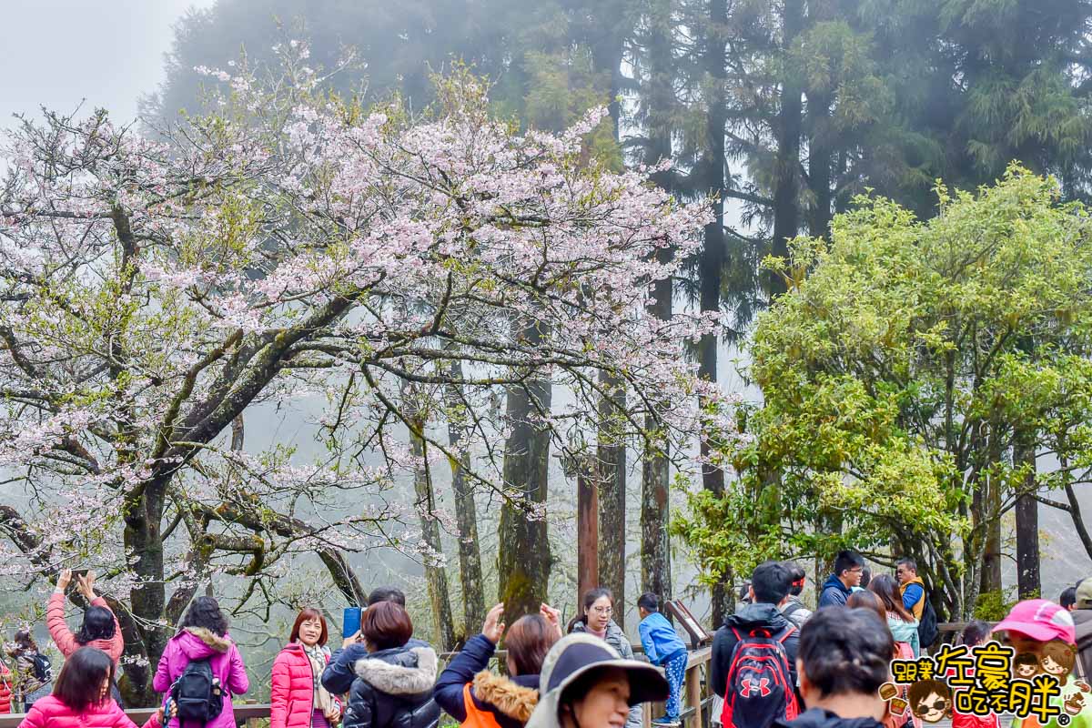 阿里山櫻花季 最新花況-40