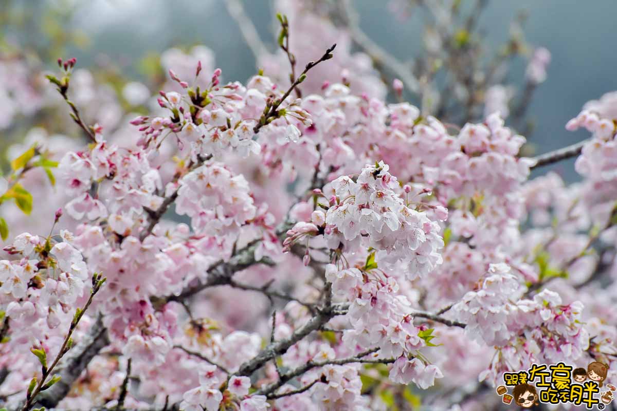 阿里山櫻花季 最新花況-43