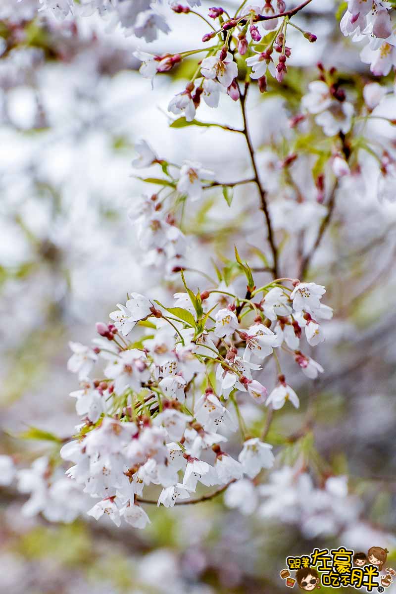 阿里山櫻花季 最新花況-31