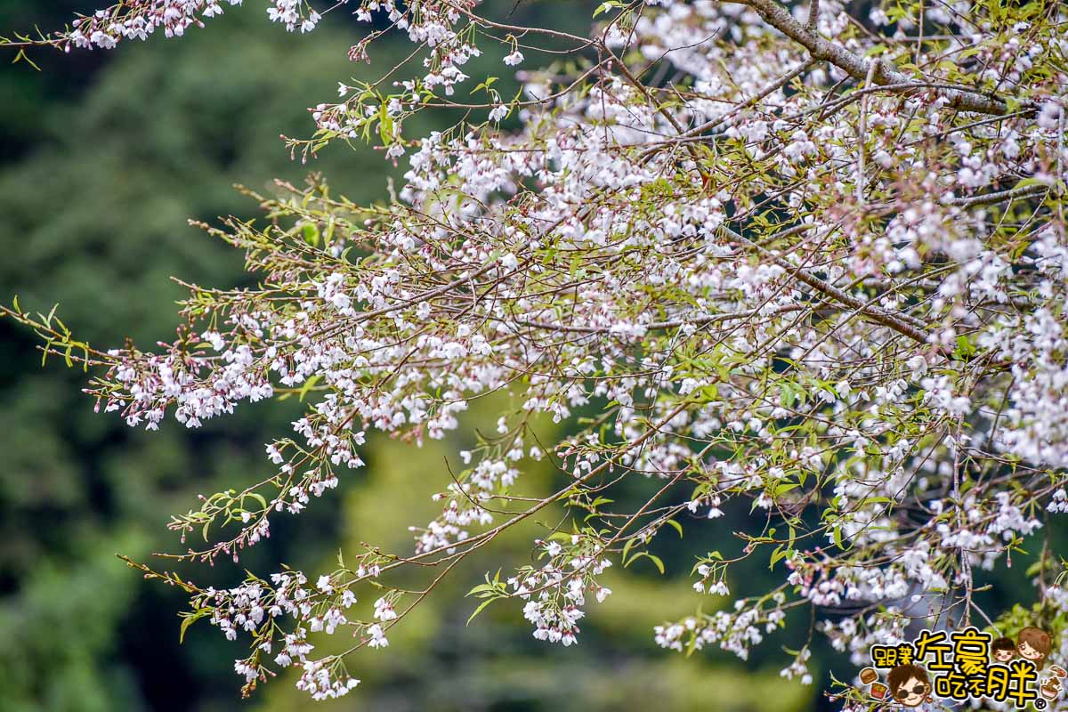 阿里山櫻花季 最新花況-30